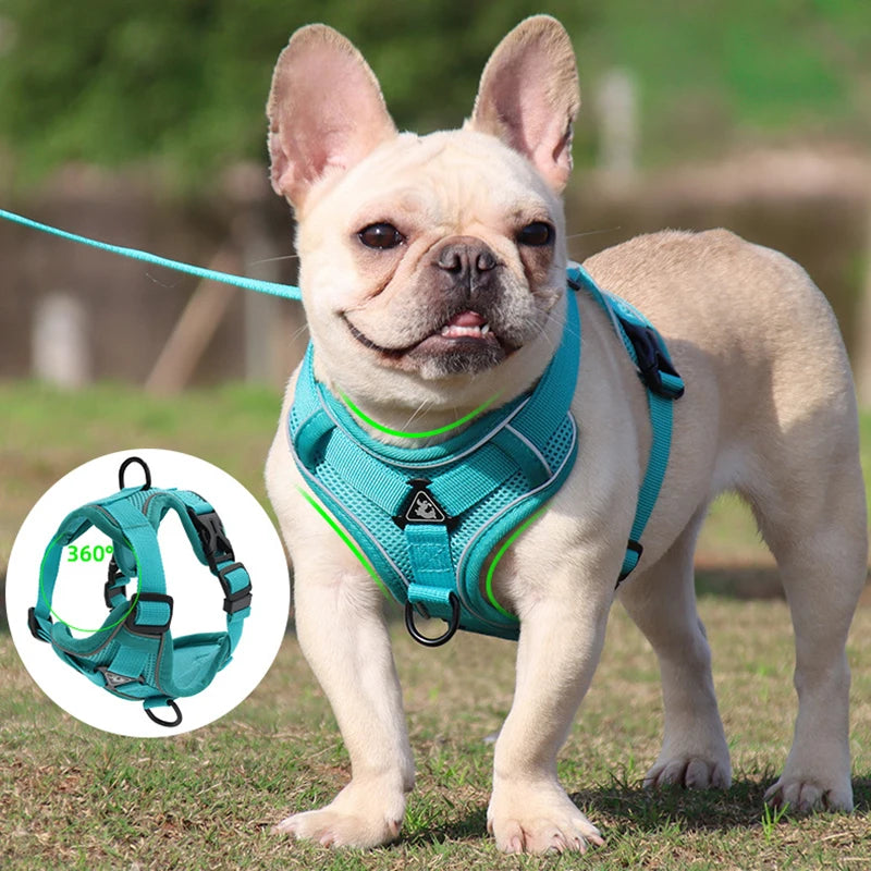 How to put on dog collar harness