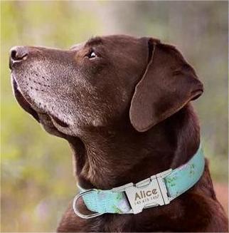 What colour collar for brown dog