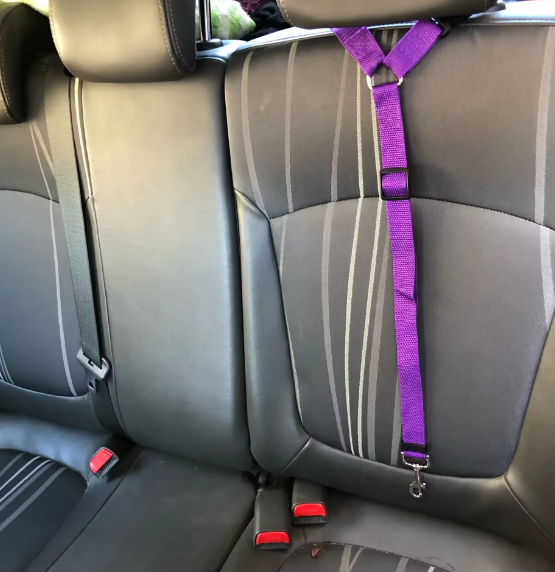 How to attach dog harness to seat belt