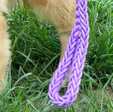 Paracord dog leash and collar