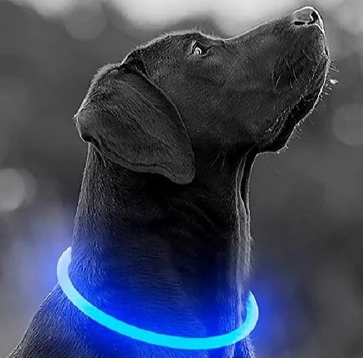 Safety glow dog collar