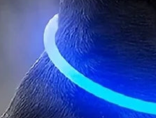 Safety glow dog collar