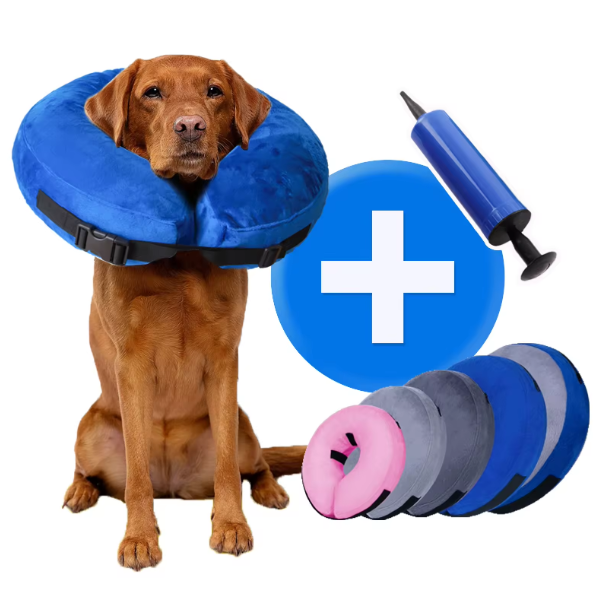 Blue inflatable dog rehab collar