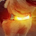 Orange light up dog collar