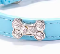 Boy puppy collar