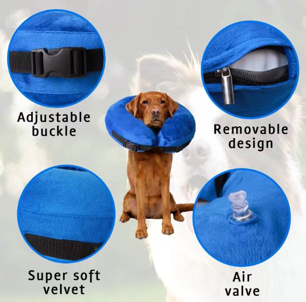 Blue inflatable dog rehab collar