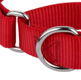 Martingale dog collar greyhound