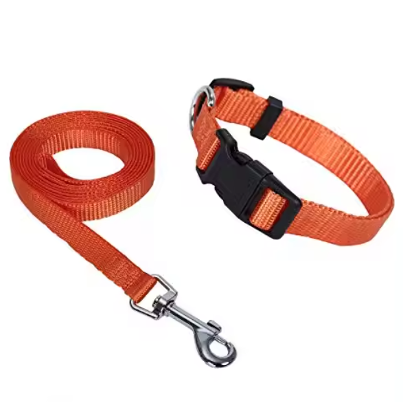 Orange dog collar and lead