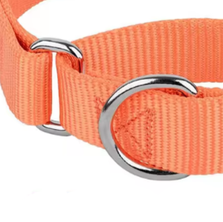 Cute martingale dog collar