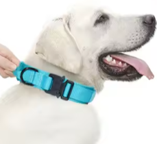 Light blue dog collar