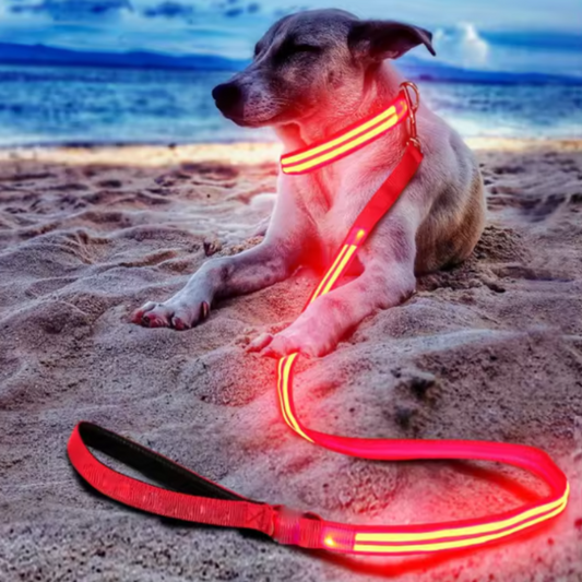 Led dog collar and leash