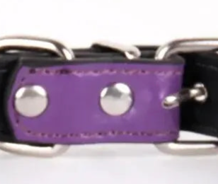 Purple leather dog collar