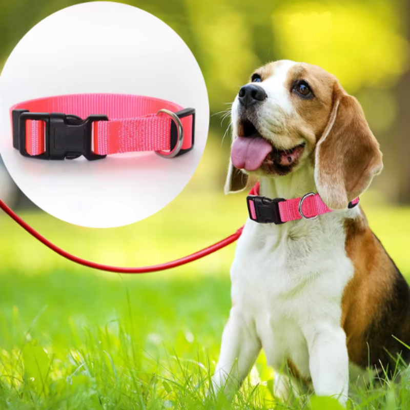 Puppy collar and lead set