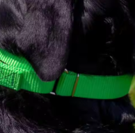 Martingale training collar