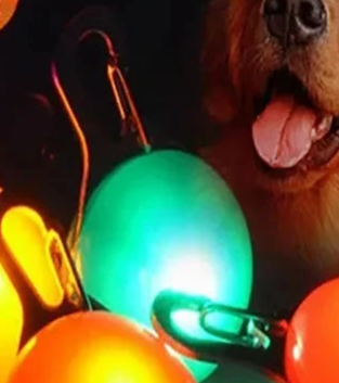 Dog safety Light