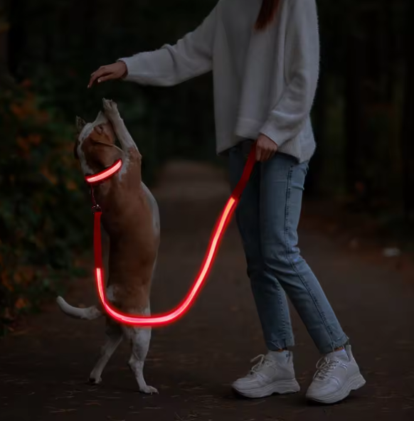 Led dog collar and leash