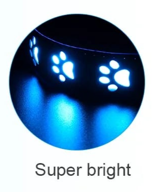 Night dog collar light up