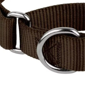 Black dog martingale collar