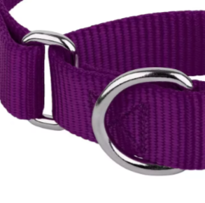 Martingale collar for small dogs