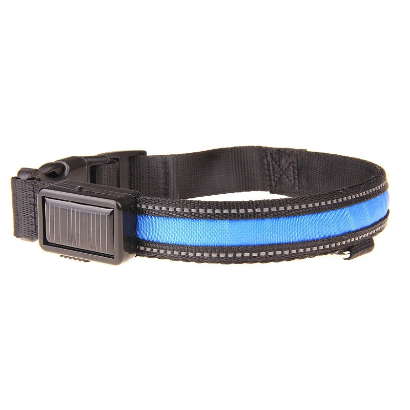 Dog night collar