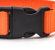 Orange puppy collar