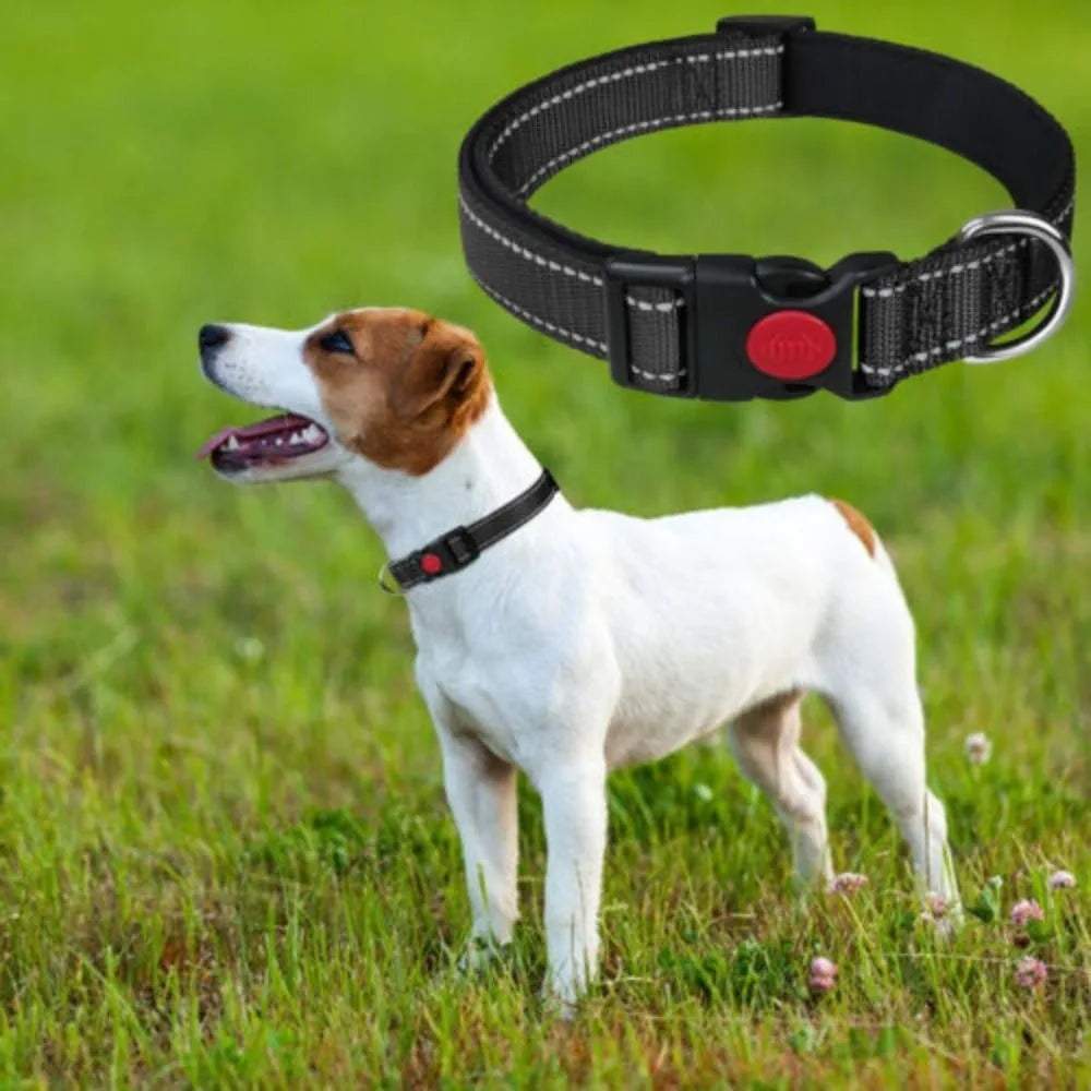 Night light dog collar