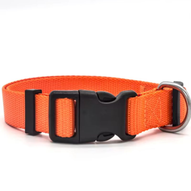 Orange puppy collar